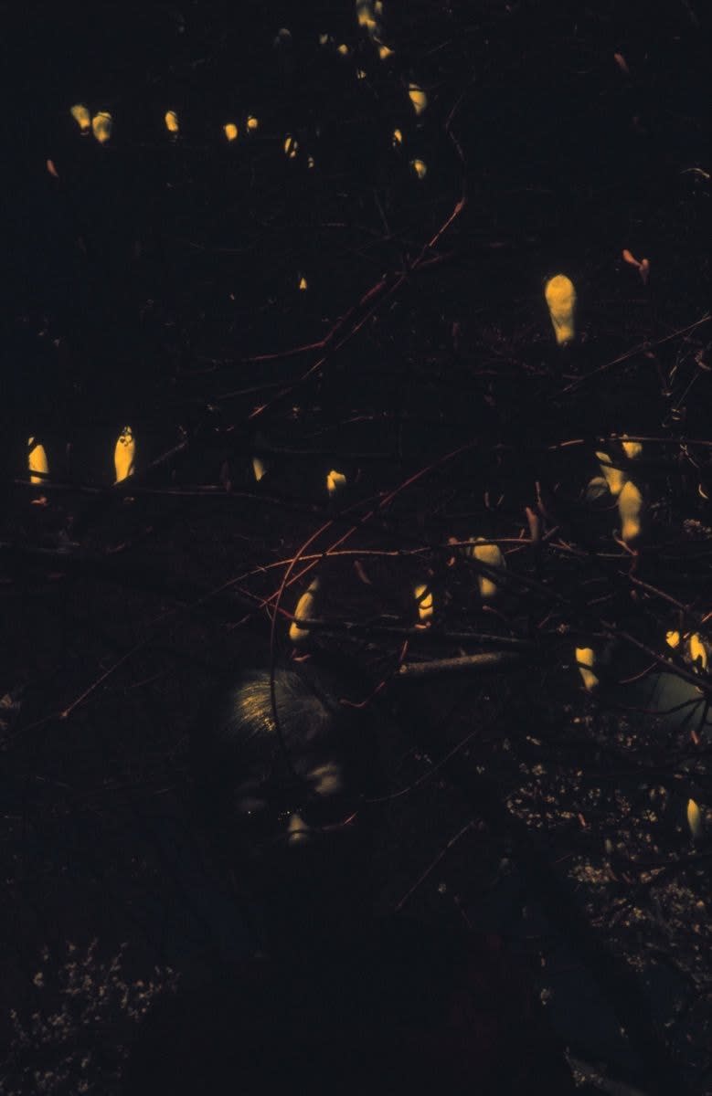 Akiko Takizawa, Magnolia #3, 2003-06