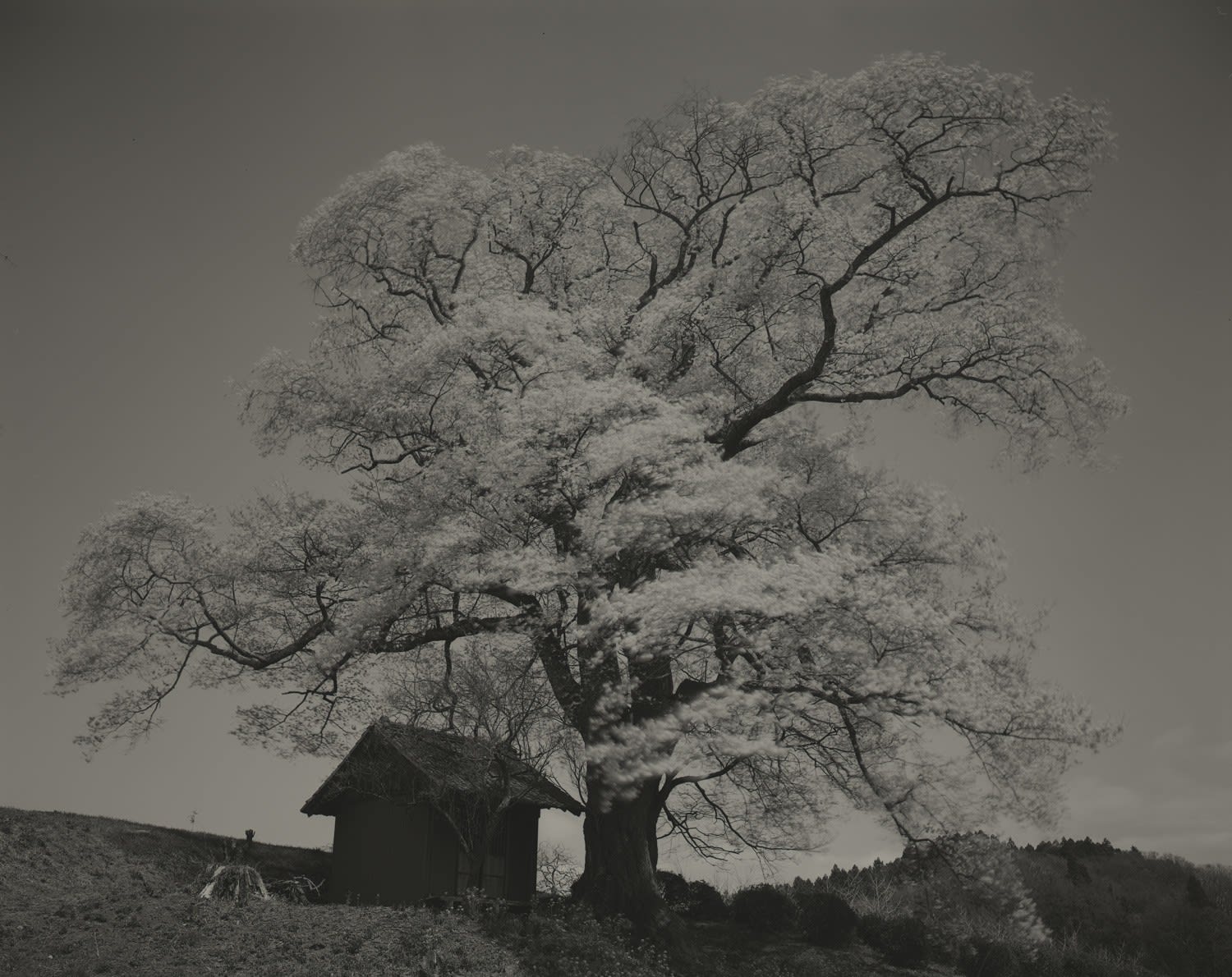 Keiichi Ito, F1405, 2019