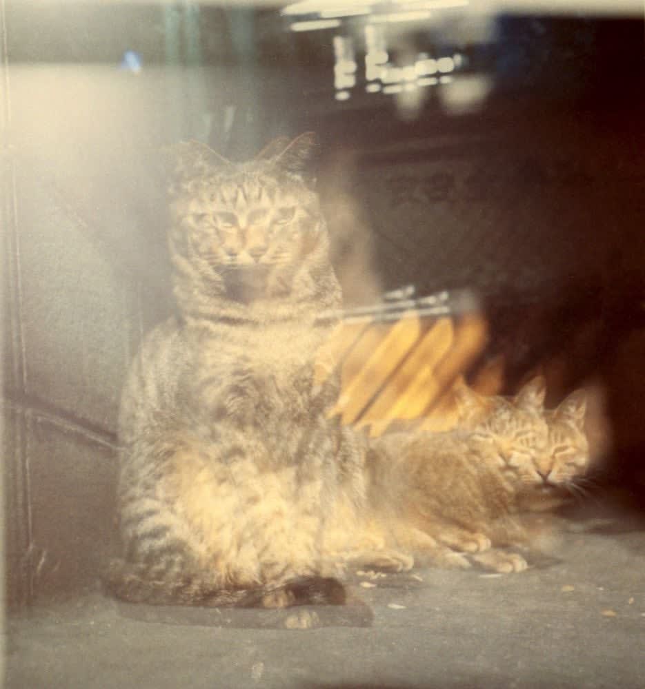 NEKO Project, Takeshi Sumi - Untitled