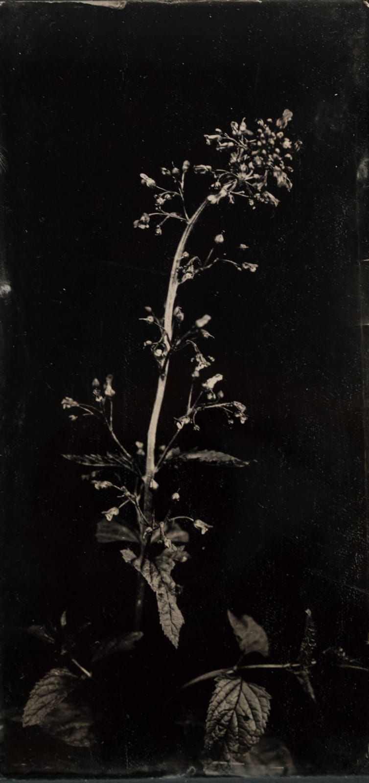 Steffen Diemer, Braunwurz WVZ 1344, 2025