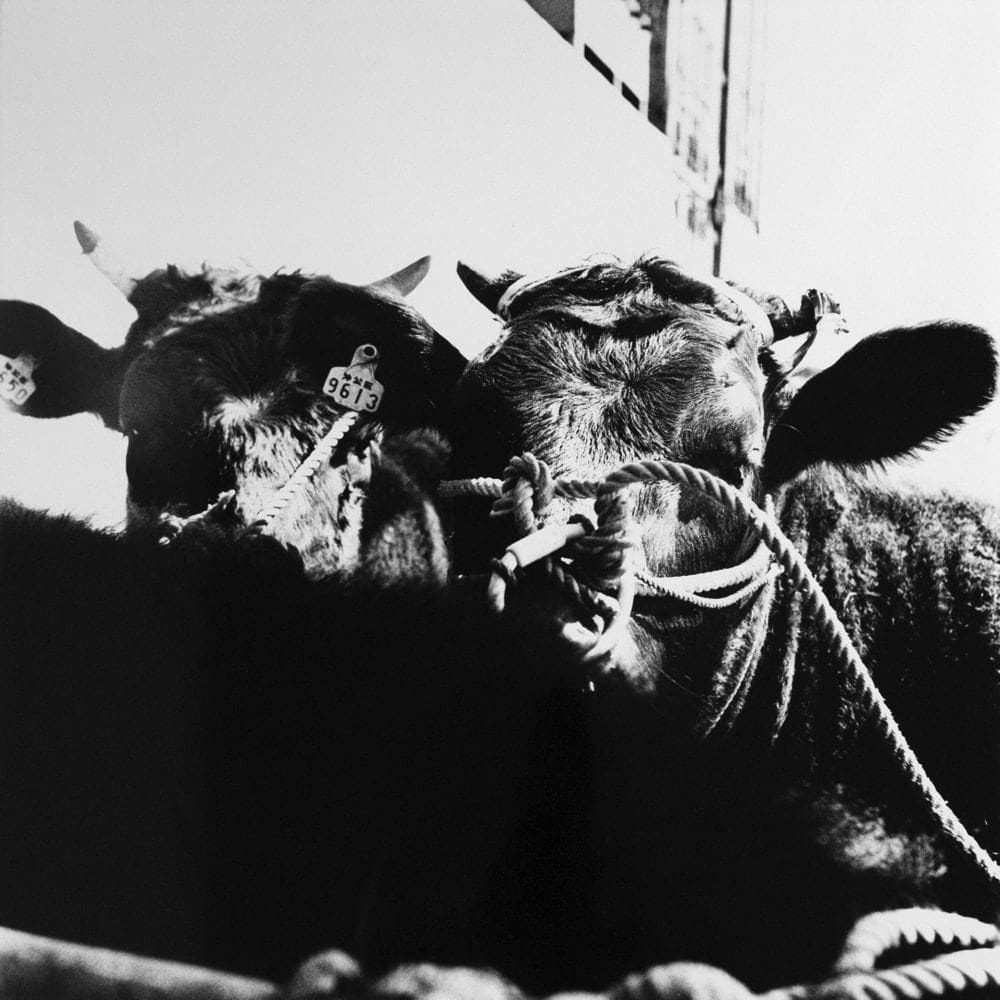 Asako Narahashi, Untitled (two cows, on a ferry-boat), from Dawn in Spring, 1989