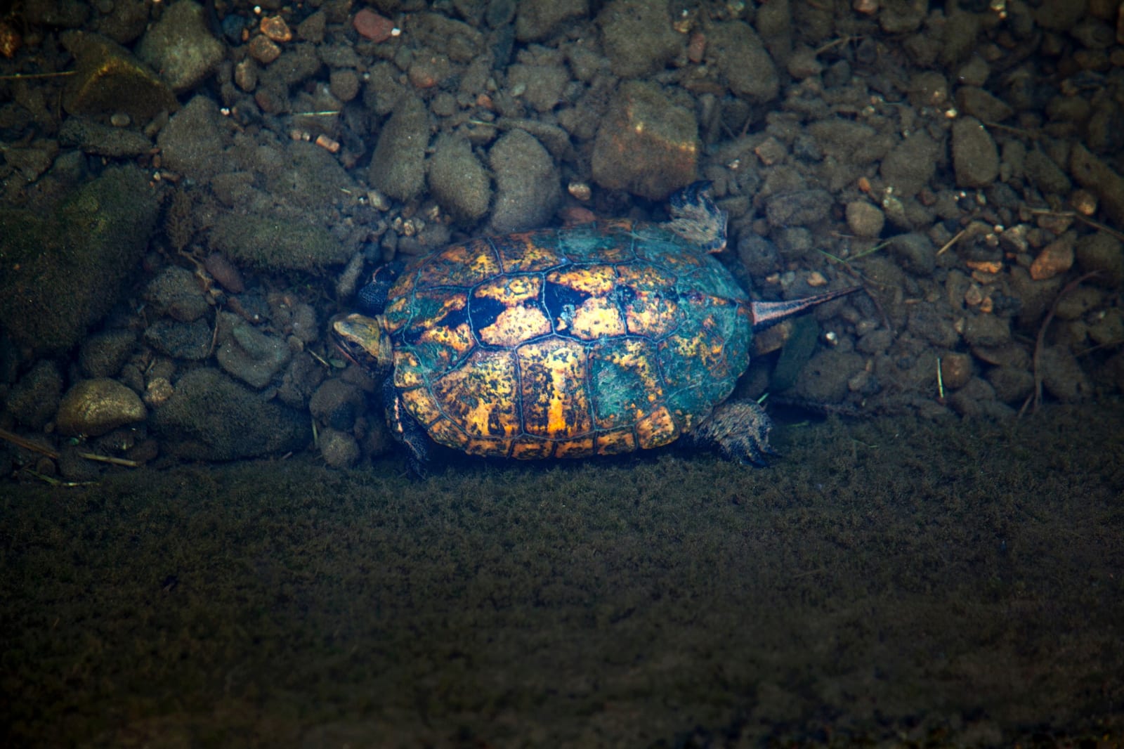 Anaïs Lopez, Kami, the Turtle