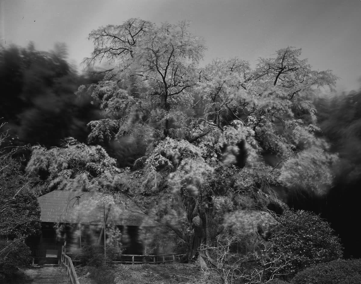 Keiichi Ito, Miharu Fukushima-ken, 2013