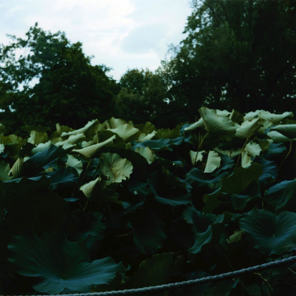 Mikiko Hara, Untitled, from These are Days (plate #068), 2014