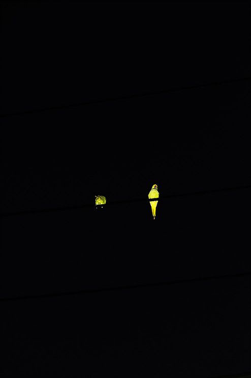 Yoshinori Mizutani, Tokyo Parrots 037, 2013