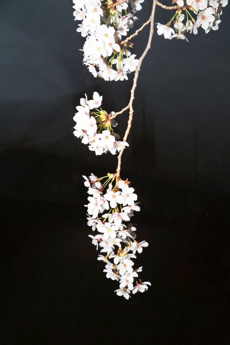 Yoshinori Mizutani, Sakura 023, 2015