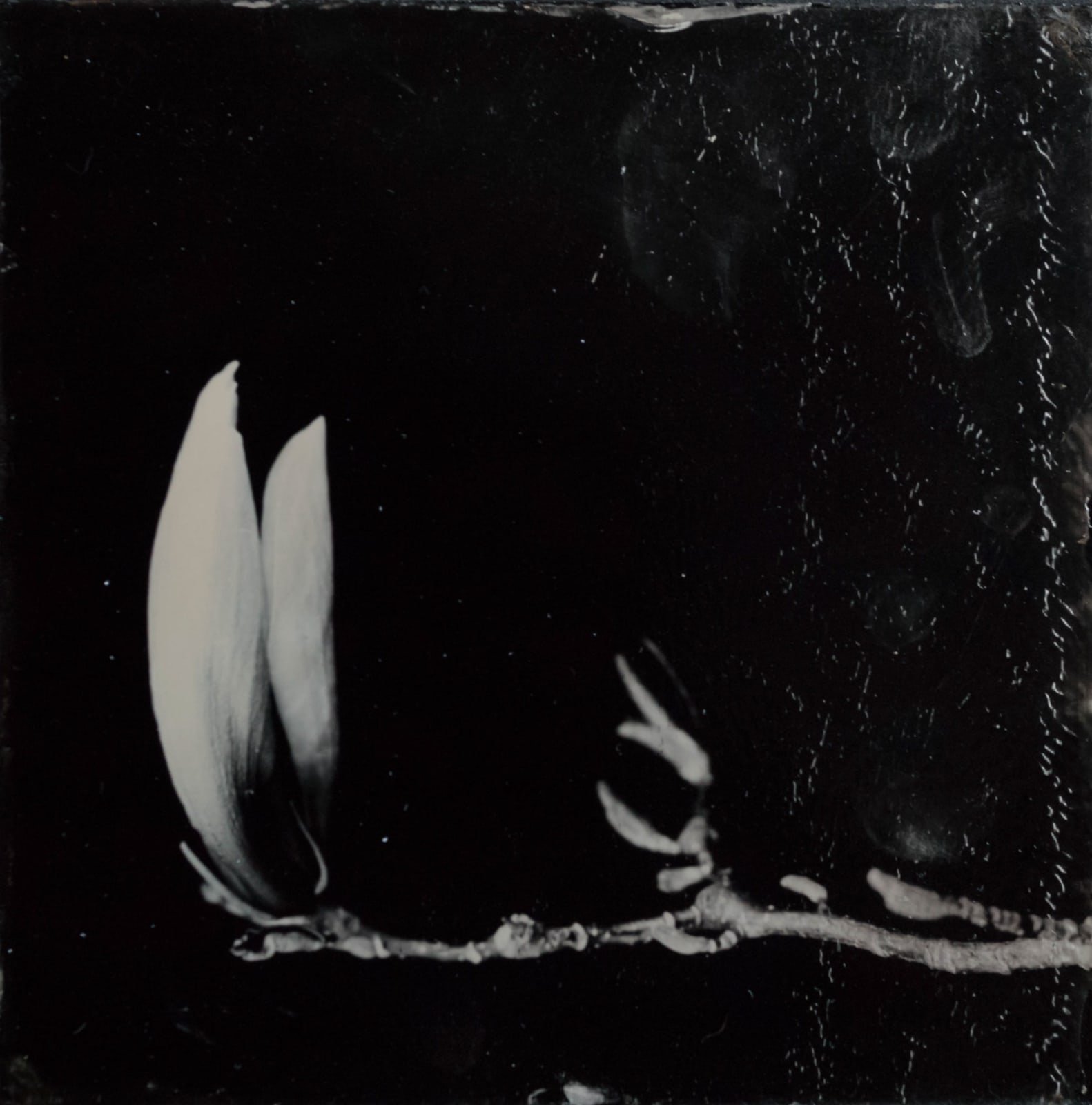 Steffen Diemer, 1337