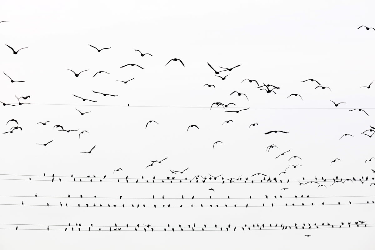 Yoshinori Mizutani, Kawau 001, 2015