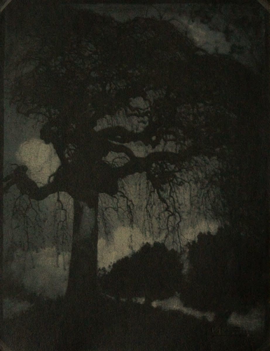 Various International Artists, Rudolf Koppitz - The Ash Tree, 1914