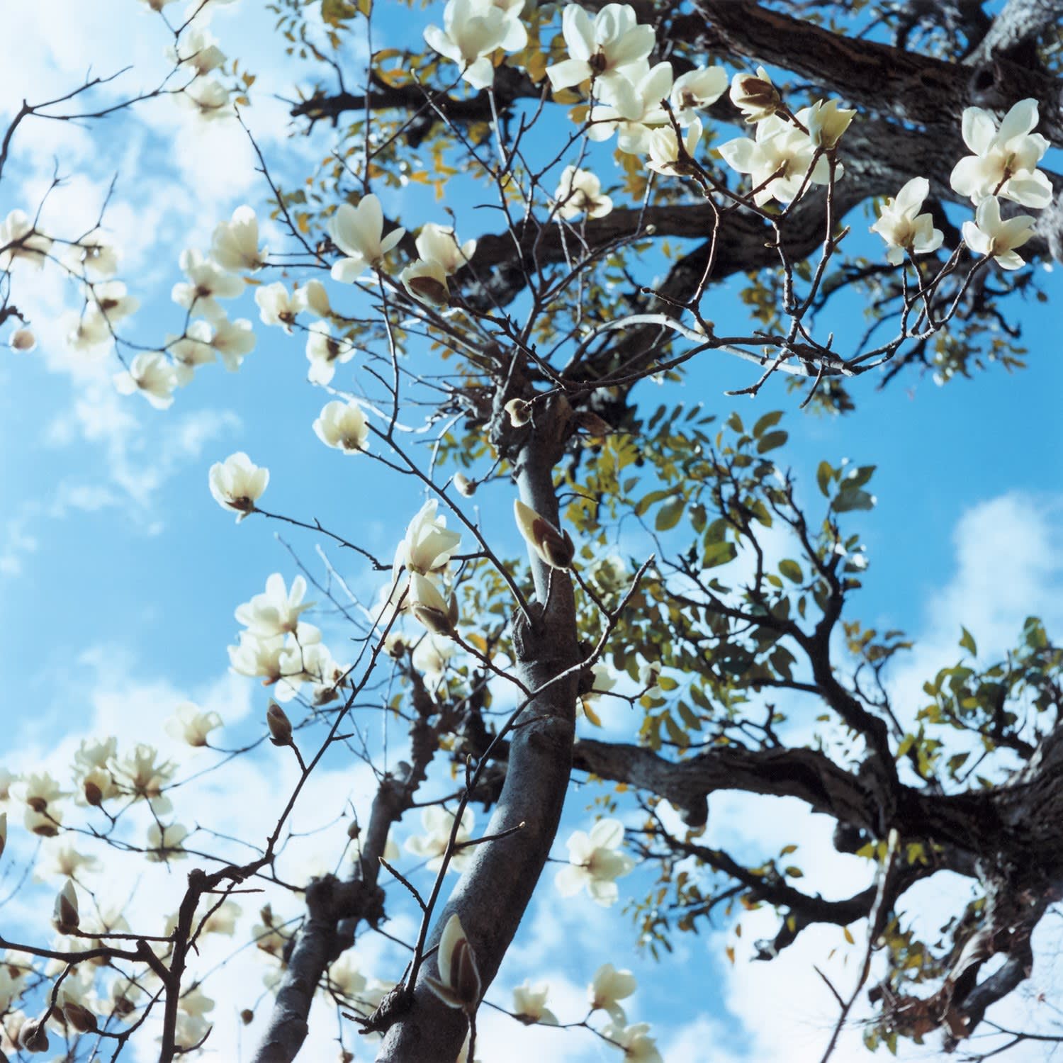 Mikiko Hara, Untitled from Medeia (#300)