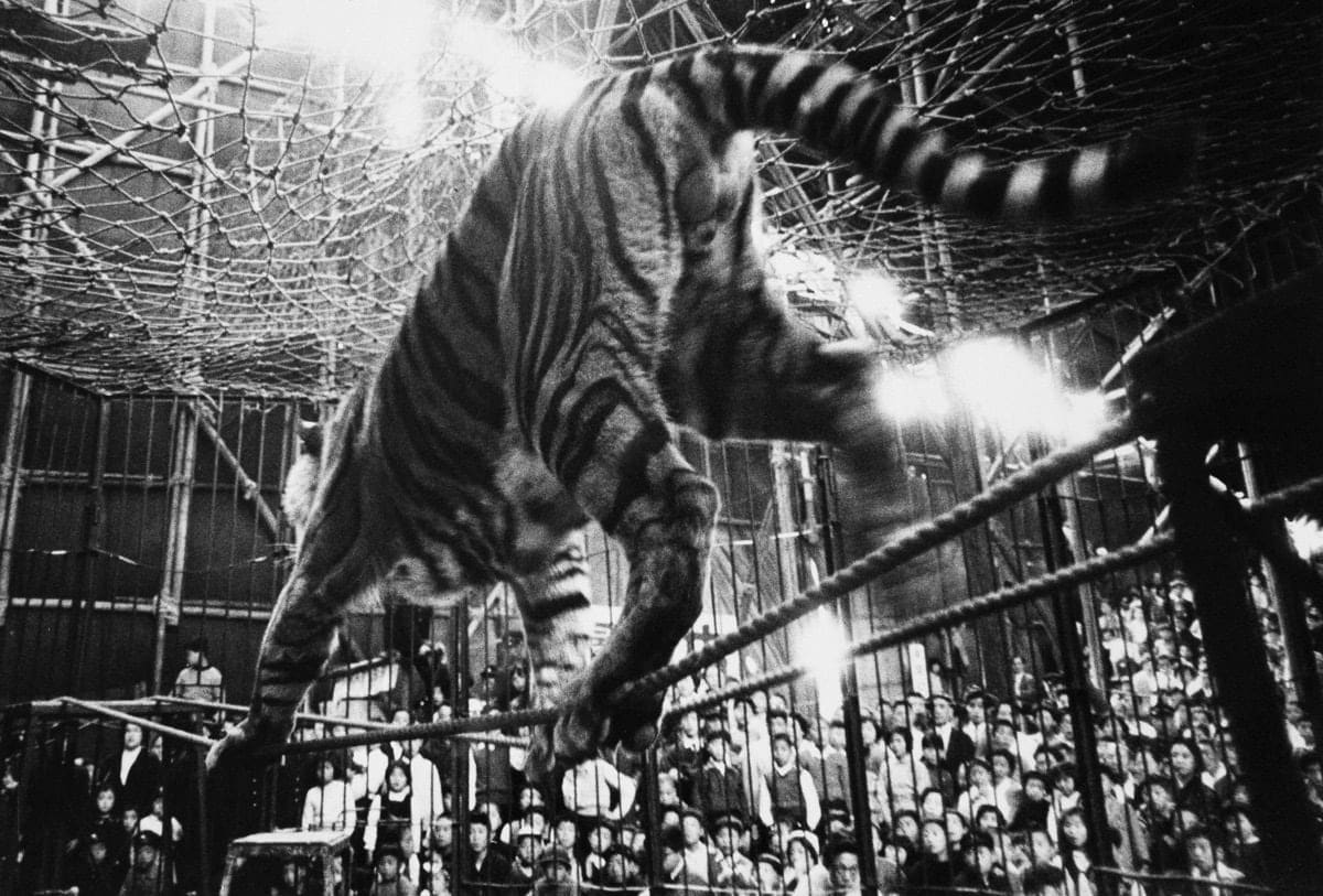 Akira Tanno, Tiger, Kigure Circus, 1957