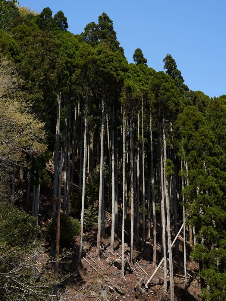 Guillaume Simoneau, Untitled from Murder (forest), Kintetsu, Beppu, Oita pref, Japan, 2016