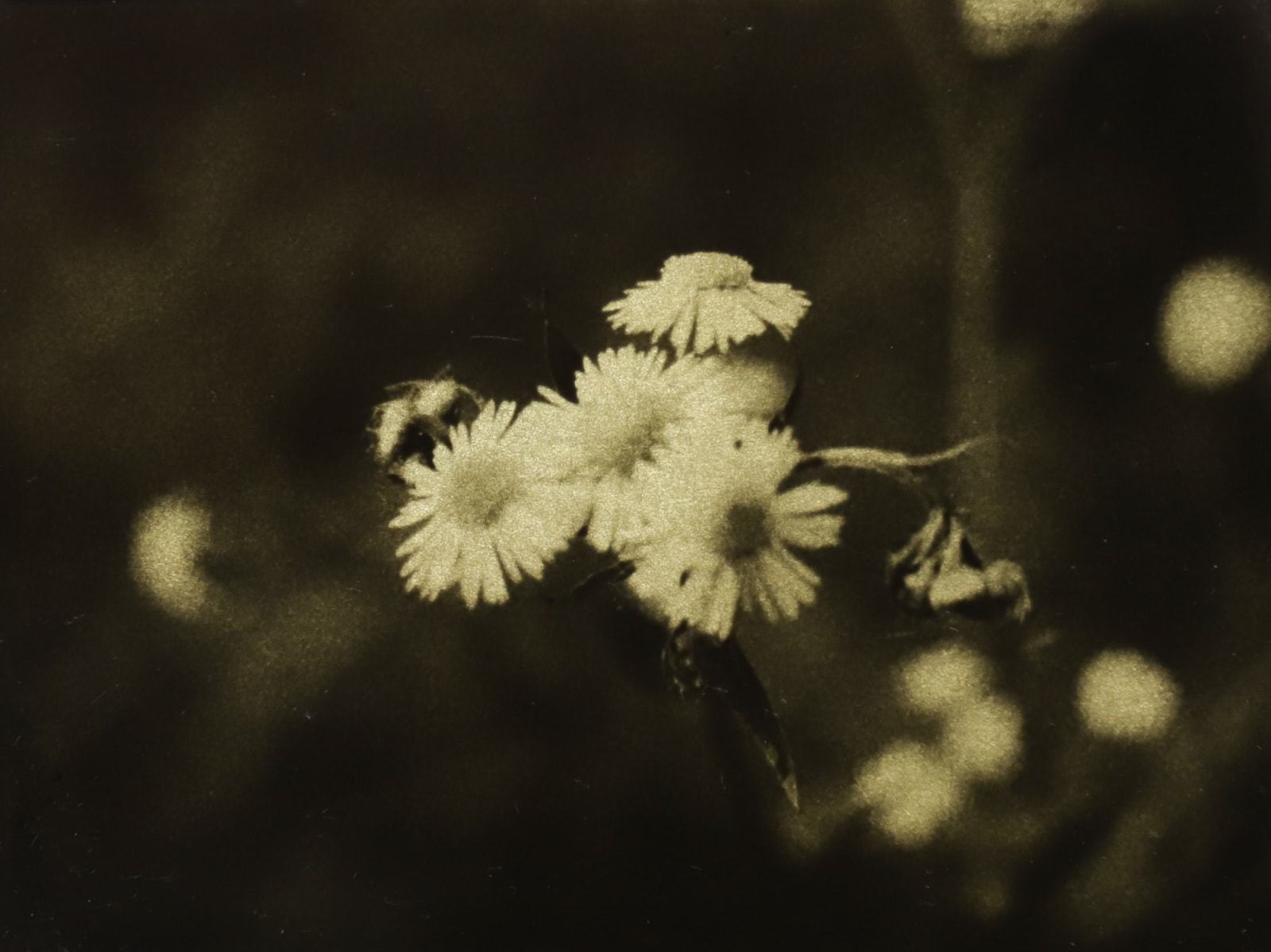 Naohiro Ninomiya, Glanage-88, 2021