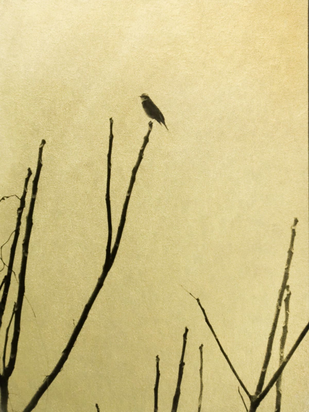 Naohiro Ninomiya, Glanage-63, 2022