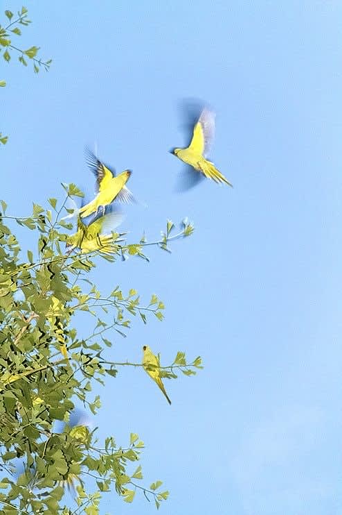 Yoshinori Mizutani, Tokyo Parrots 009, 2013