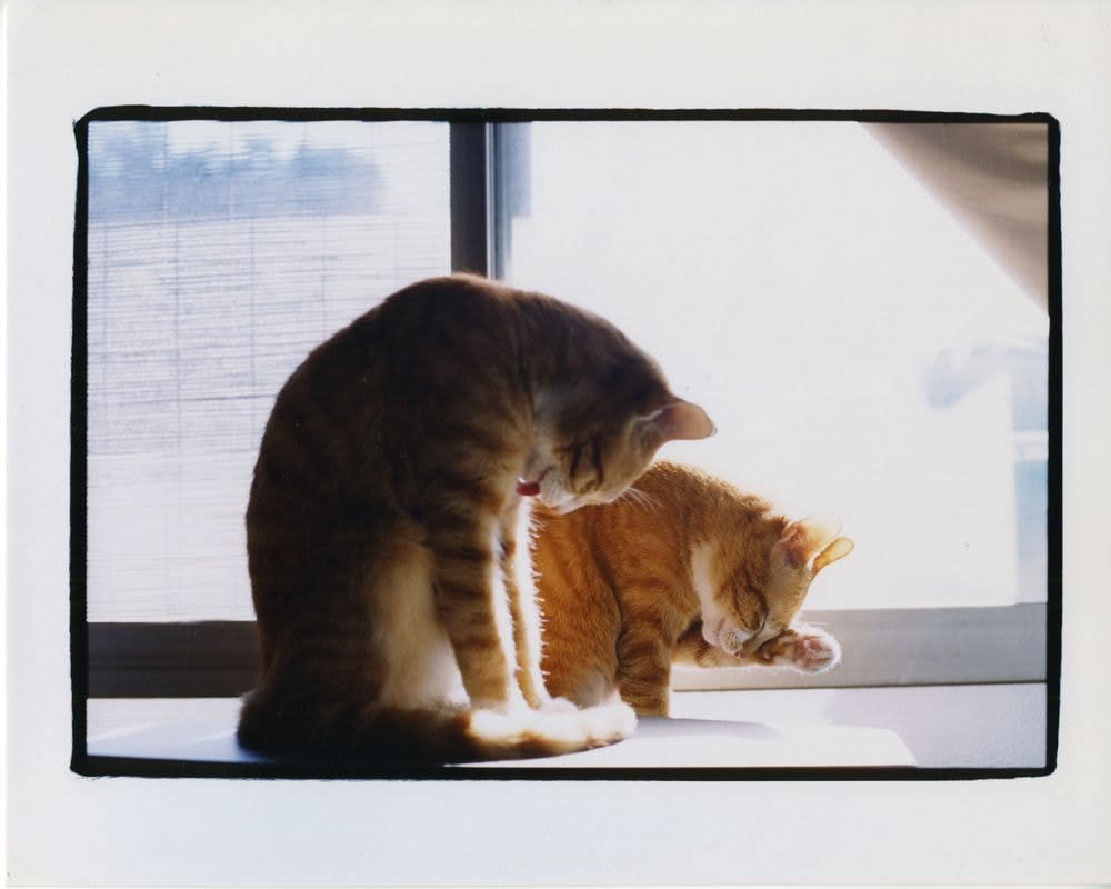 NEKO Project, Toshiko Hashimoto - Untitled