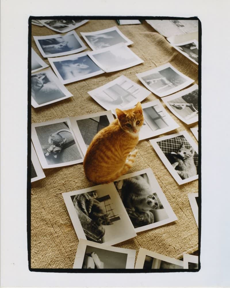 NEKO Project, Toshiko Hashimoto - Untitled