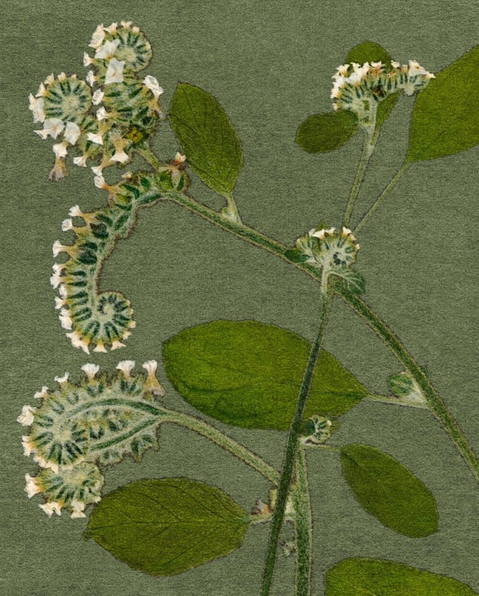 FLORE, FL-252 Heliotrope d'europe, 2023