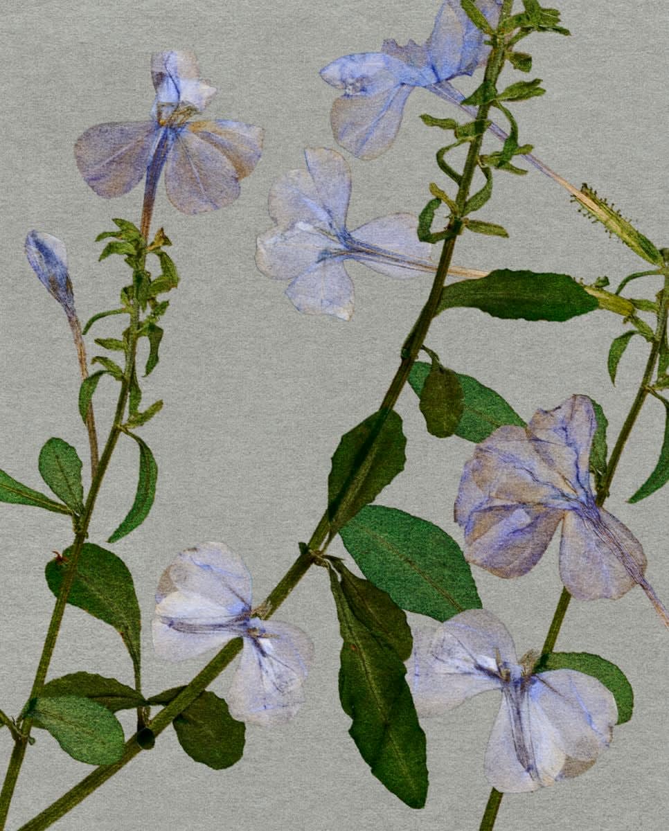 FLORE, FL-251 Plumbago du Cap, 2023