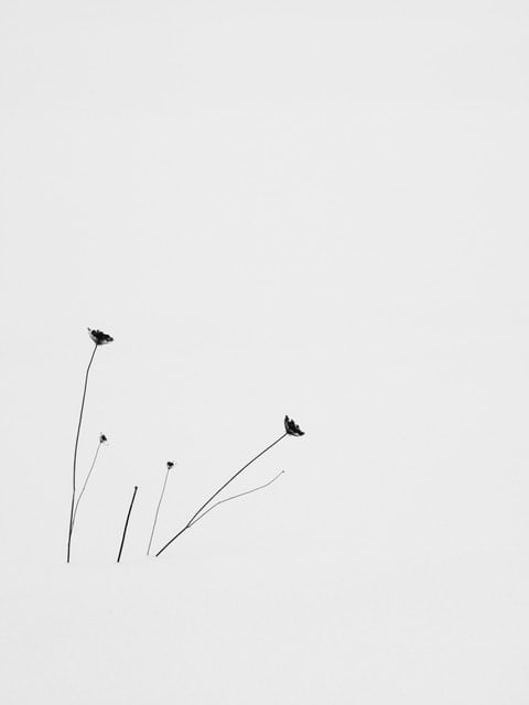 Yoshinori Saito, Pituntunke, 2013