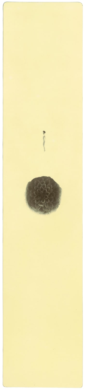 Miho Kajioka, BK0308, 2018