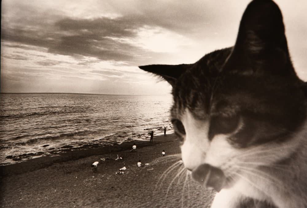 Masahisa Fukase, Sasuke! My dear cat - Beach, 1978