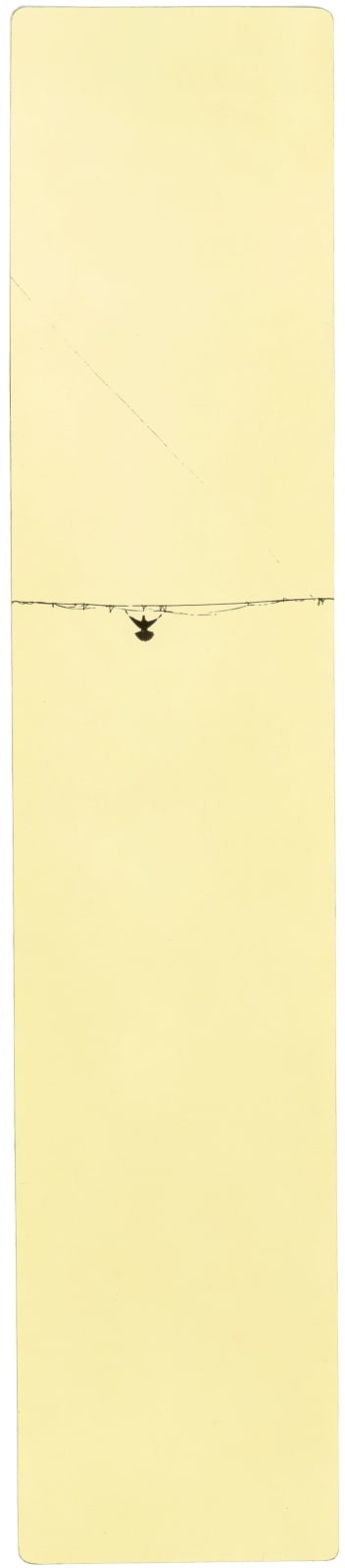 Miho Kajioka, BK0160, 2016