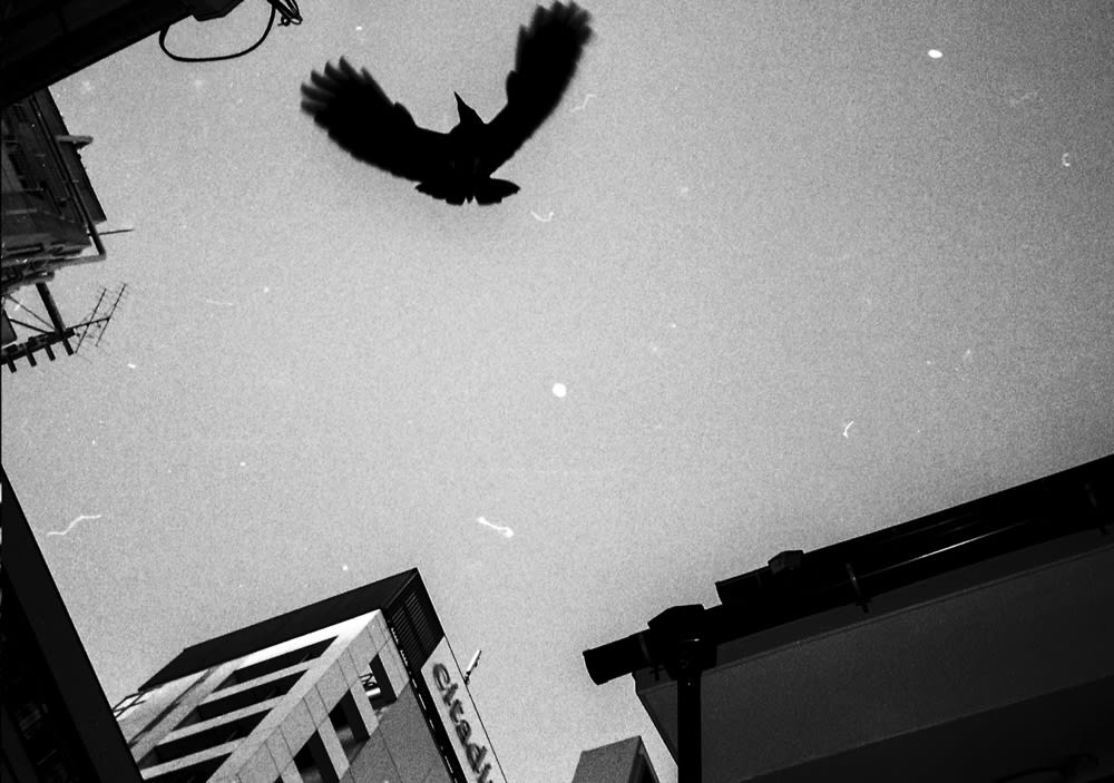 Ronin de Goede, Diary No. 241812 , 2016