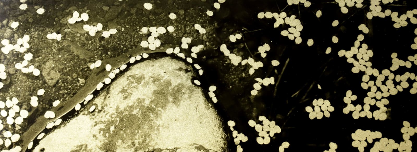 Naohiro Ninomiya, Glanage-60, 2022