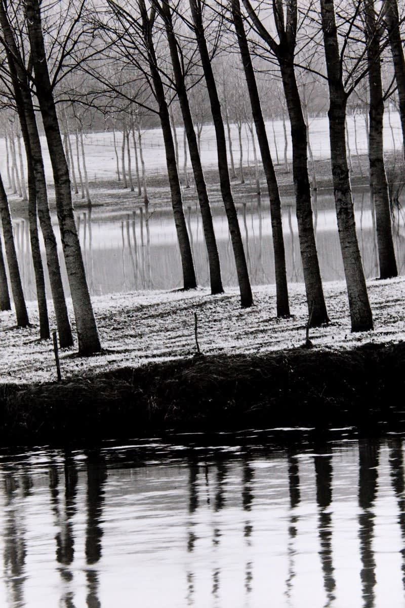 Various International Artists, Adam Woolfitt - Poplars by the Lot, Query, 1965