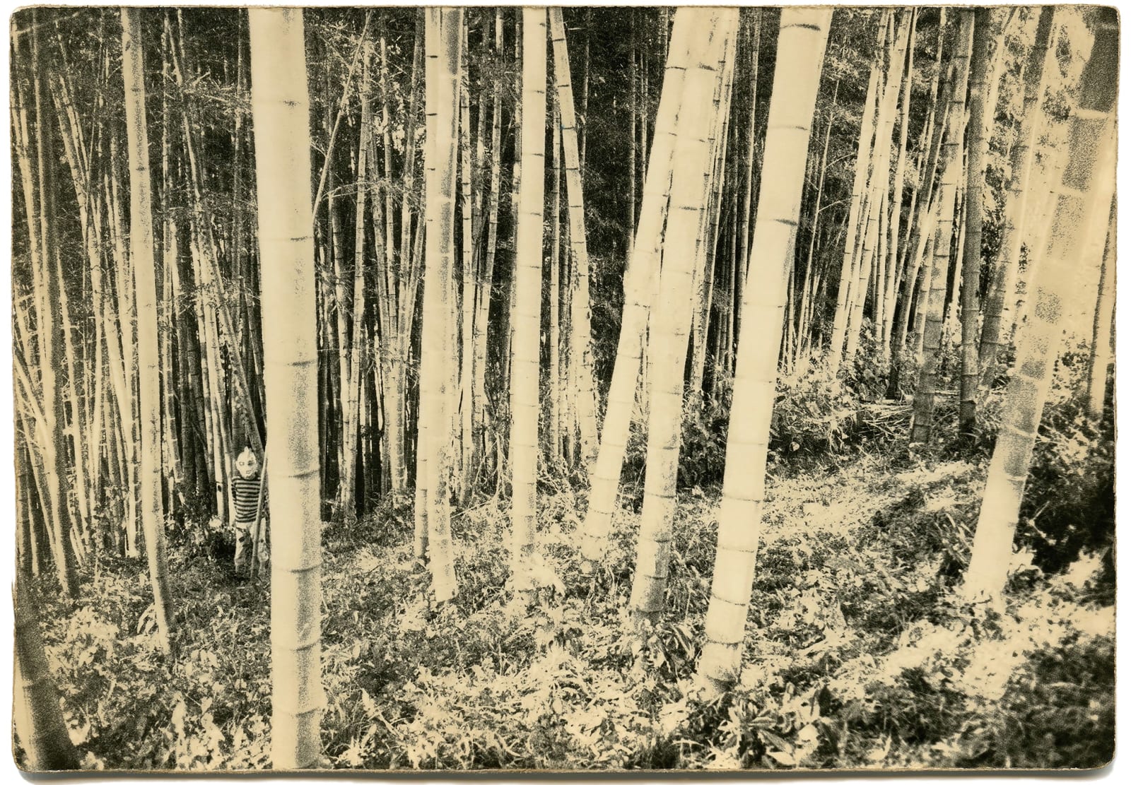 Miho Kajioka, BK0068, 2015