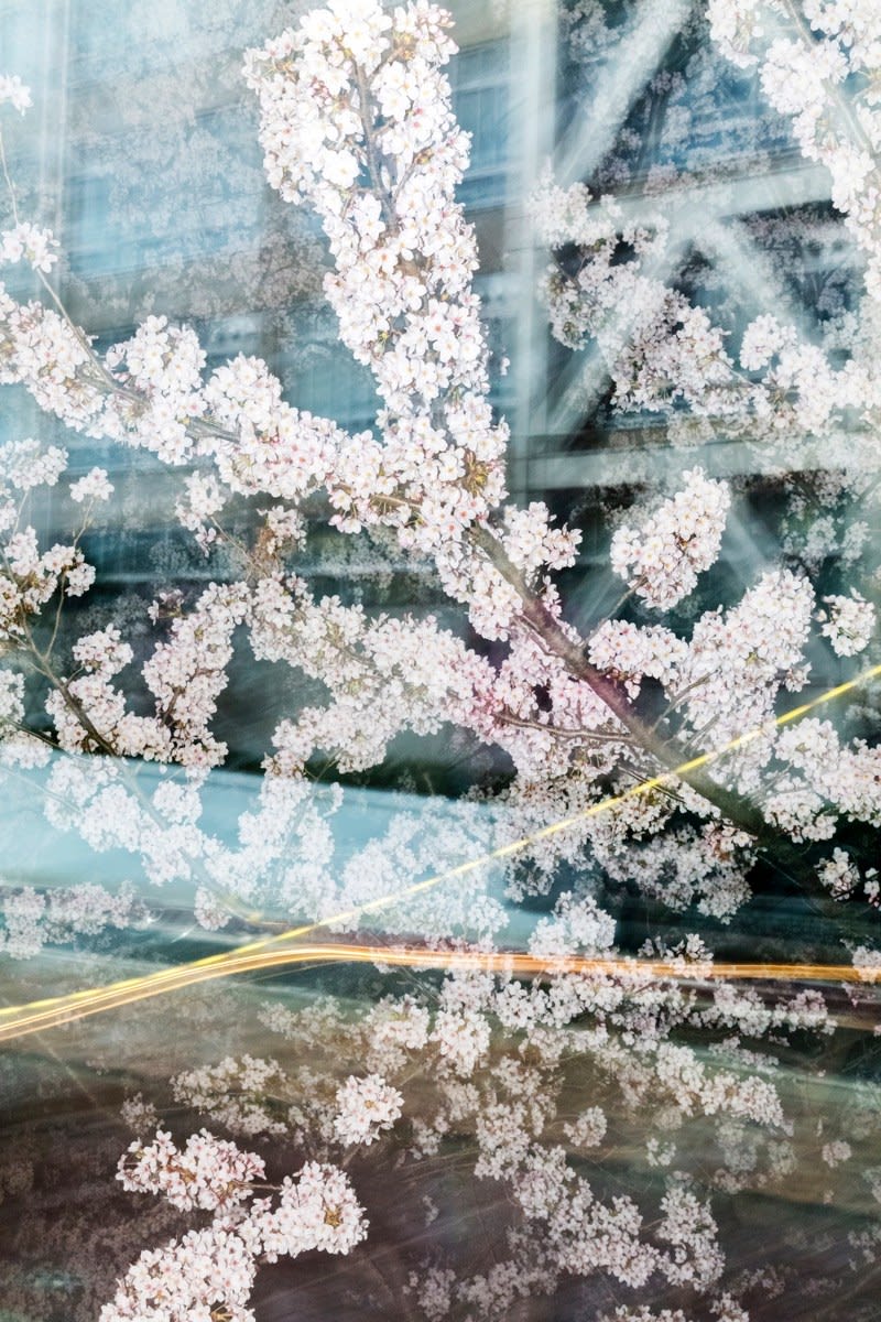 Yoshinori Mizutani, Sakura 027, 2015
