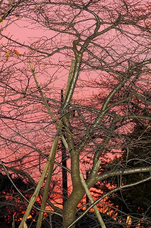 Yoshinori Mizutani, Tokyo Parrots 015, 2013