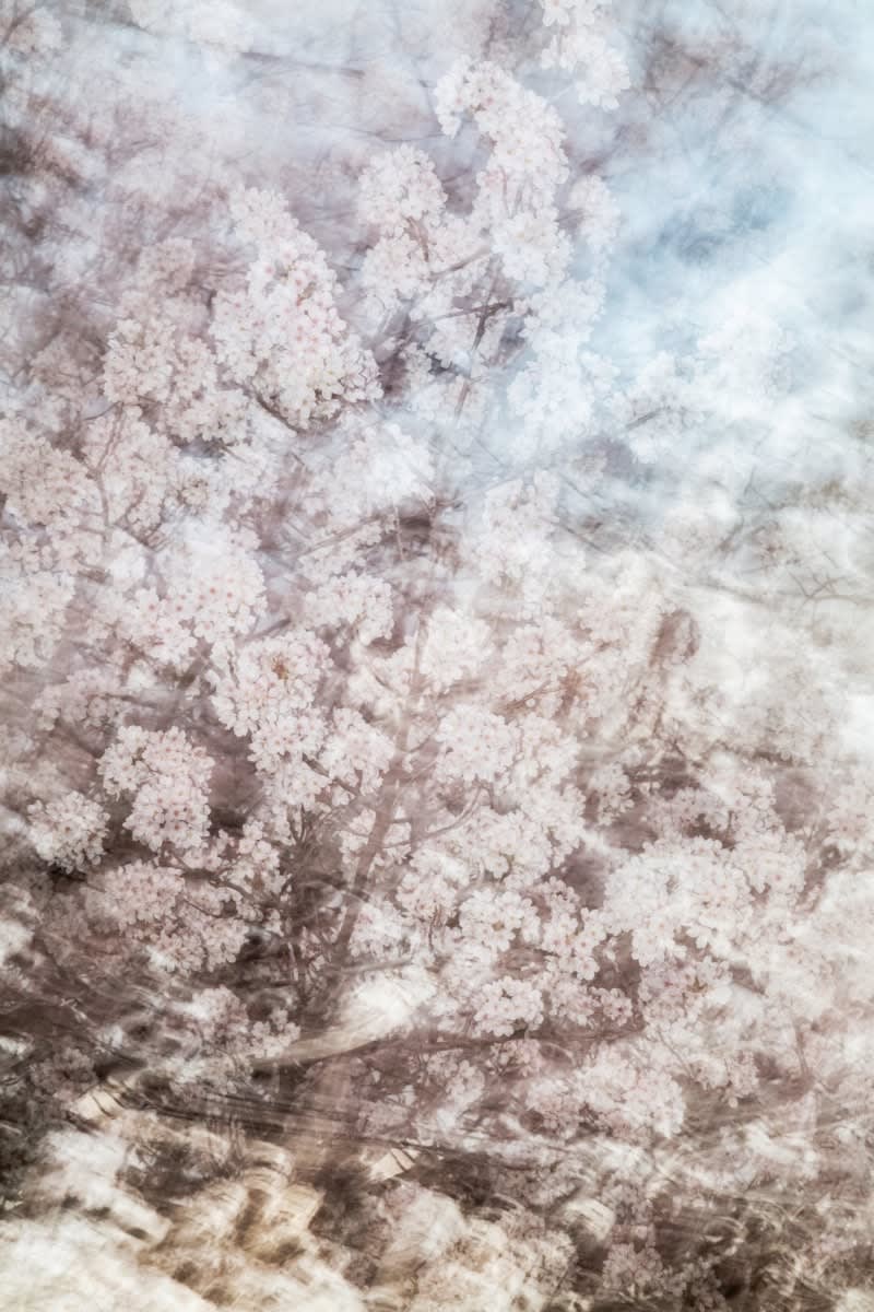 Yoshinori Mizutani, Sakura 012, 2015