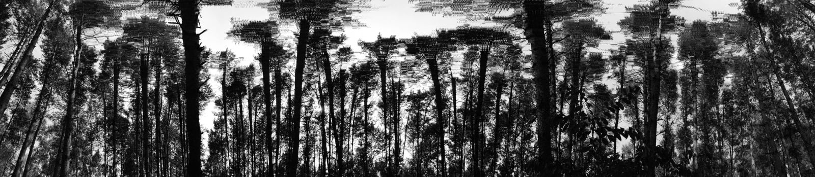 Anton Kusters, Predator II, 2025