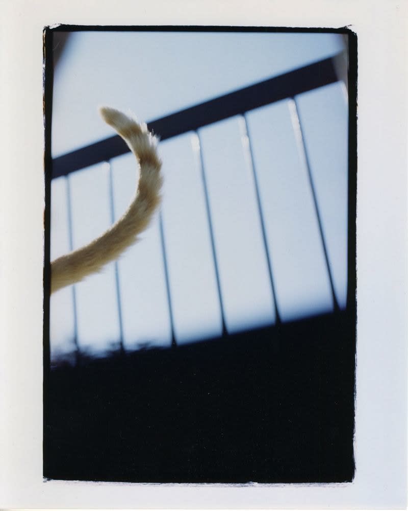 NEKO Project, Toshiko Hashimoto - Untitled