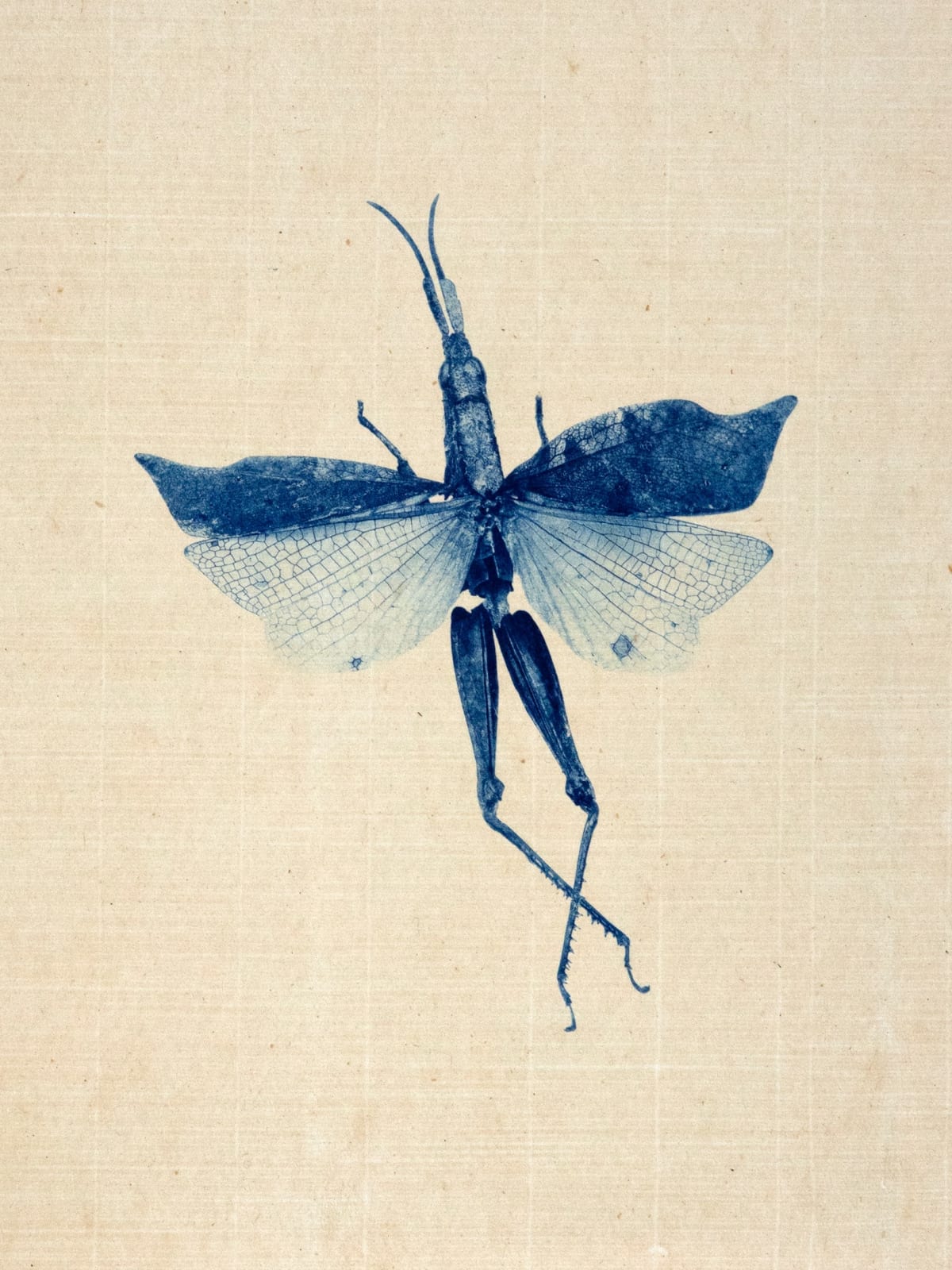 Anaïs Lopez, Grasshopper
