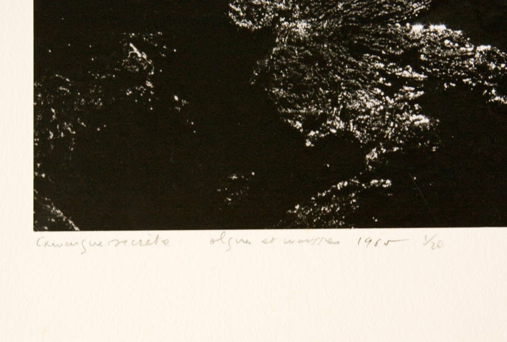 Various International Artists, Lucien Clergue - Algues et marsse, from the series Camargue Secret, 1965
