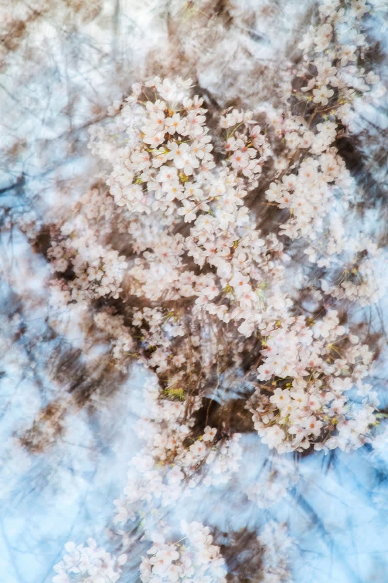 Yoshinori Mizutani, Sakura 004, 2015