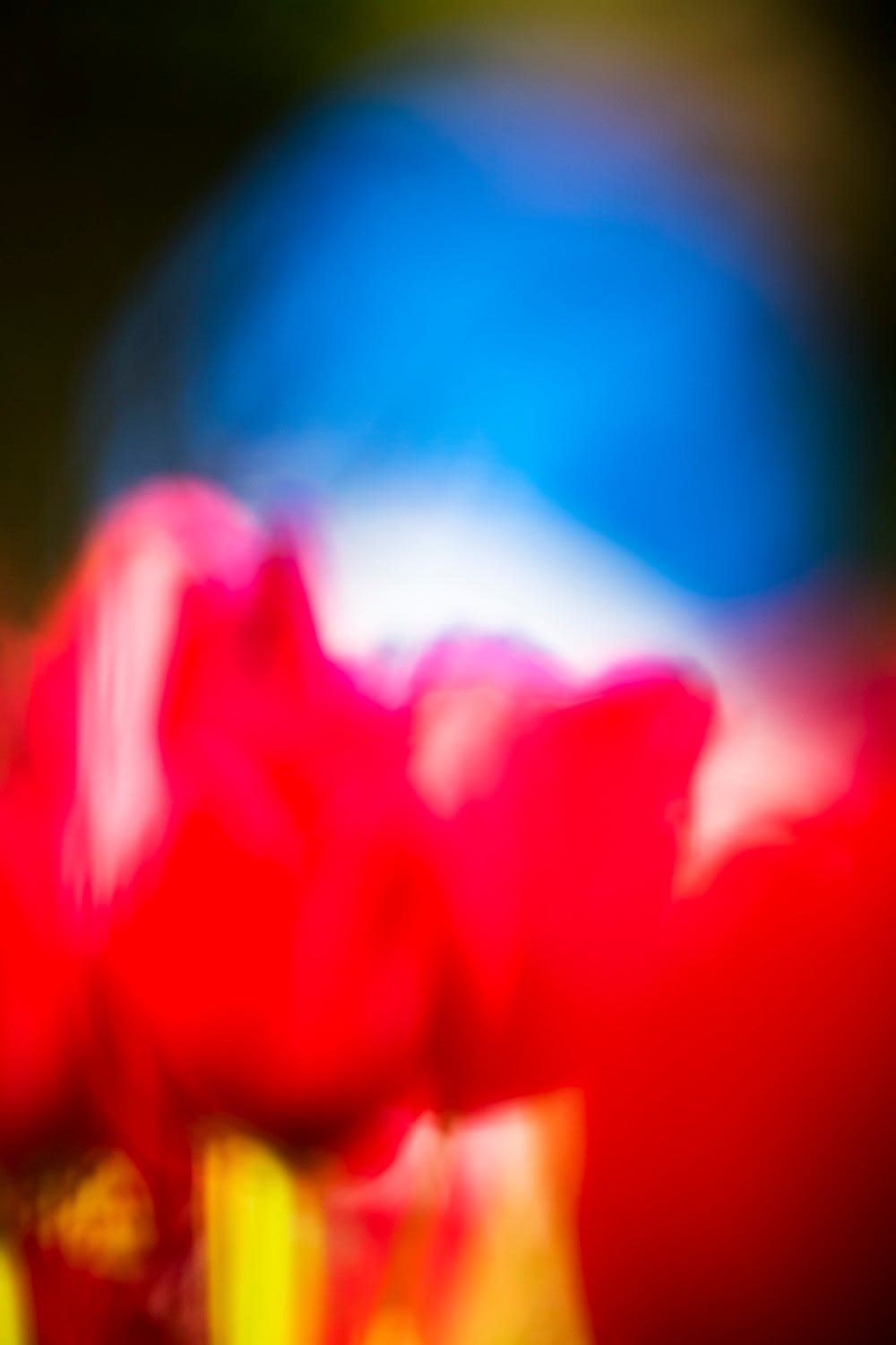 Yoshinori Mizutani, Voices of Flowers 040, 2016