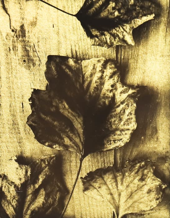 Naohiro Ninomiya, Glanage-10, 2019