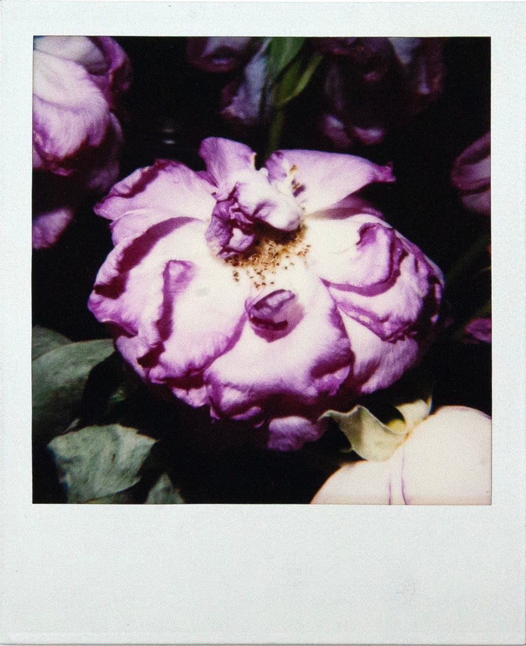 Nobuyoshi Araki, Untitled, n.d.
