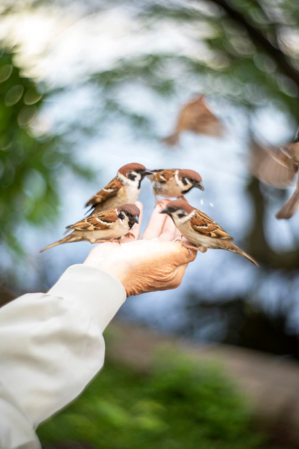 Yoshinori Mizutani, Tori to te 001, 2017