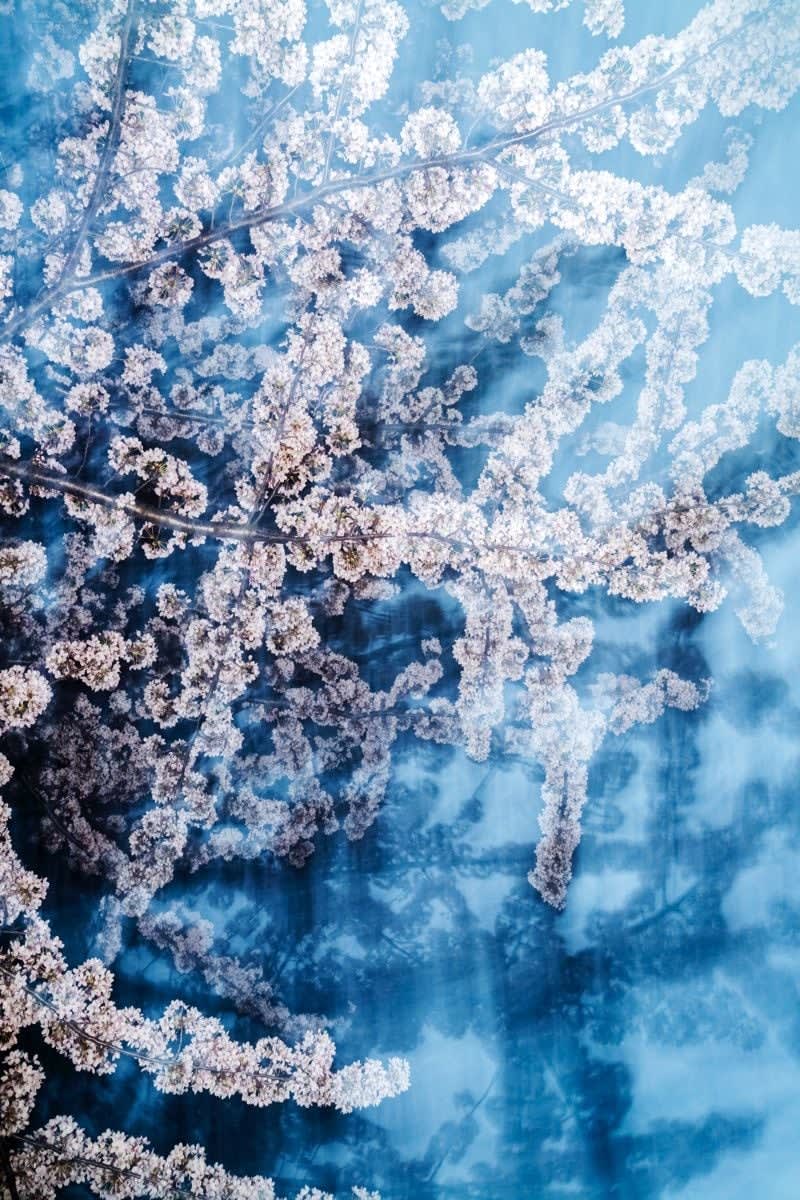 Yoshinori Mizutani, Sakura 029, 2015