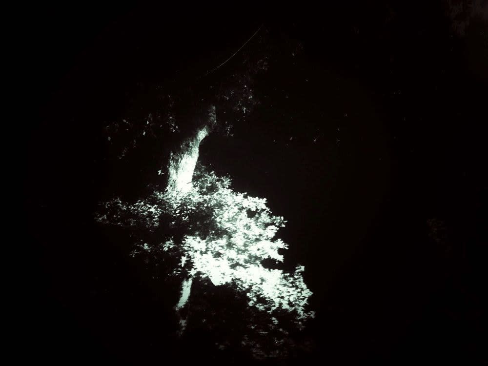 IBASHO Photo Competition 2016, Christian Arts - The Treese Reprise, 2016
