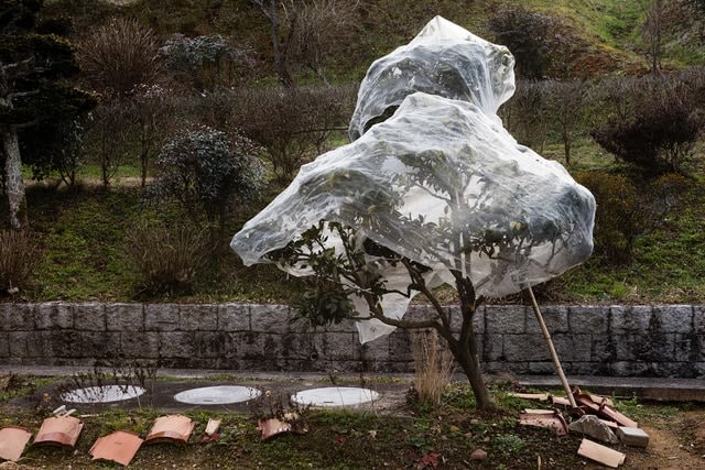 Ilse Leenders, Tree, 2017