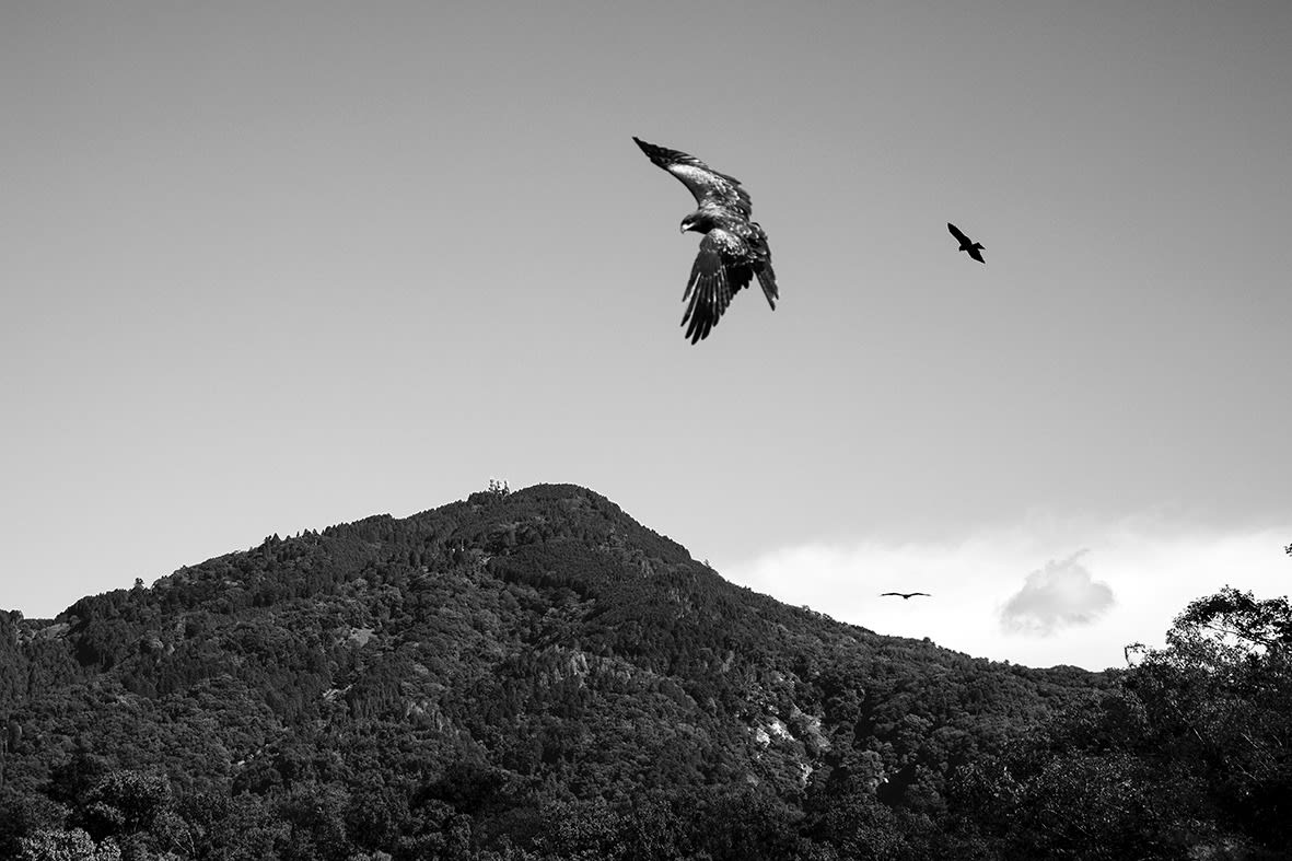 Anaïs Lopez, Birds of Prey, 2023