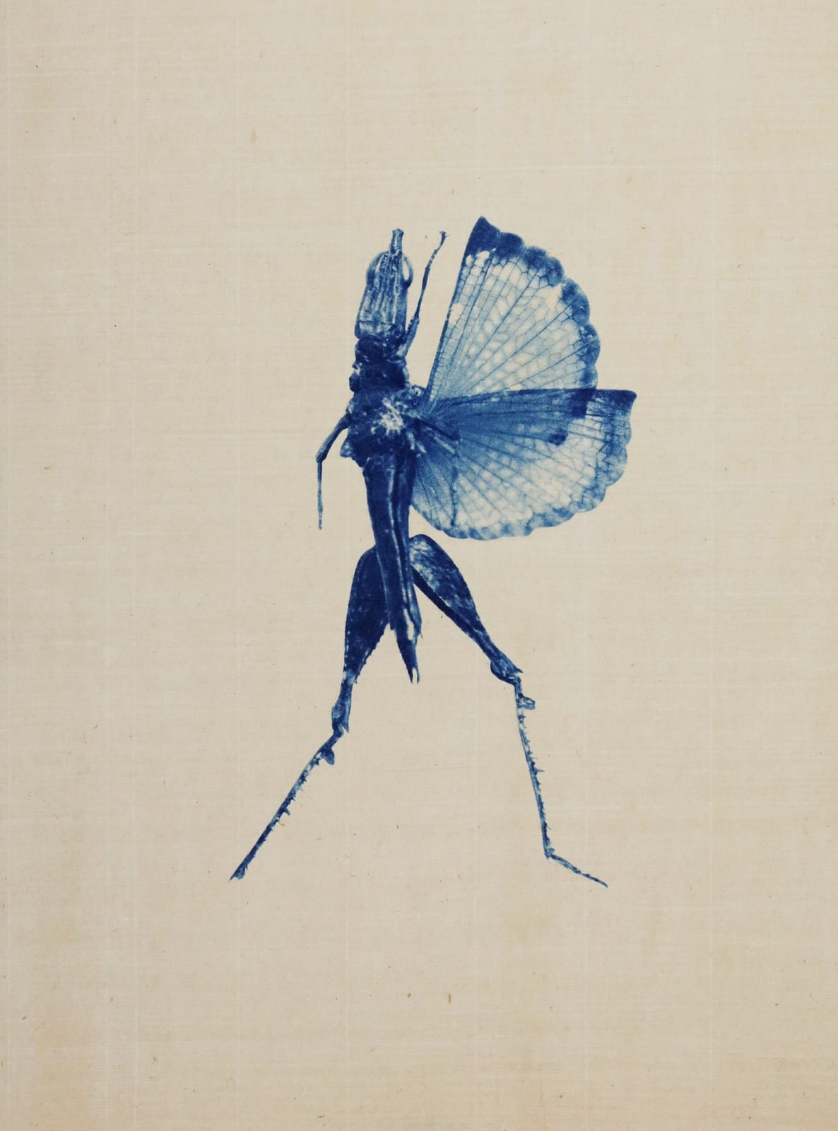 Anaïs Lopez, Grasshopper