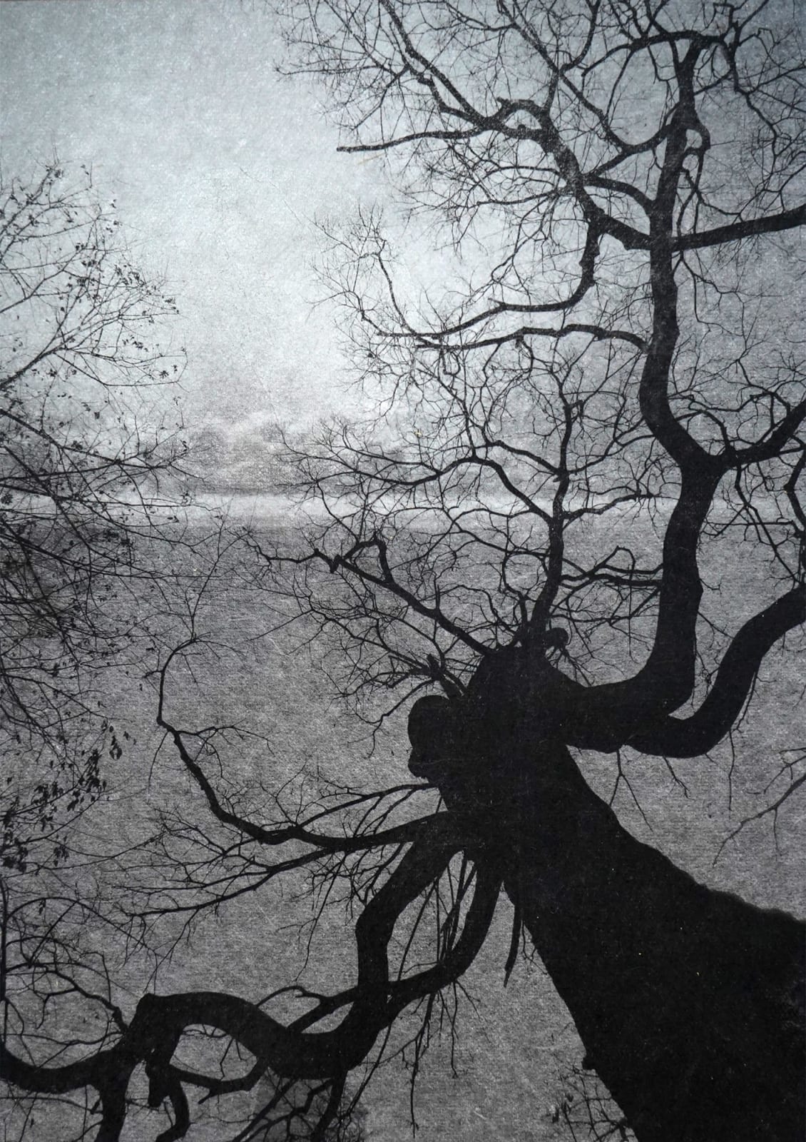 Junko Hirano, A-Bombed tree 7AT-3, 2025