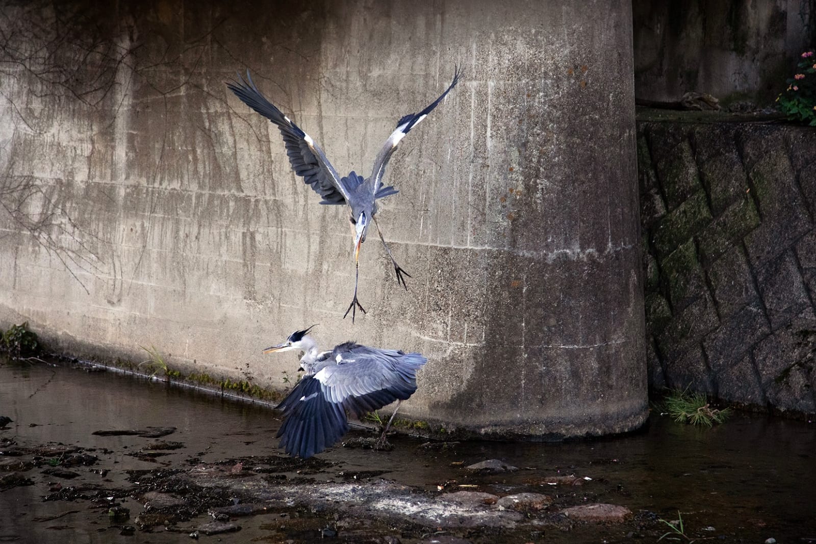 Anaïs Lopez, The Herons III, 2023